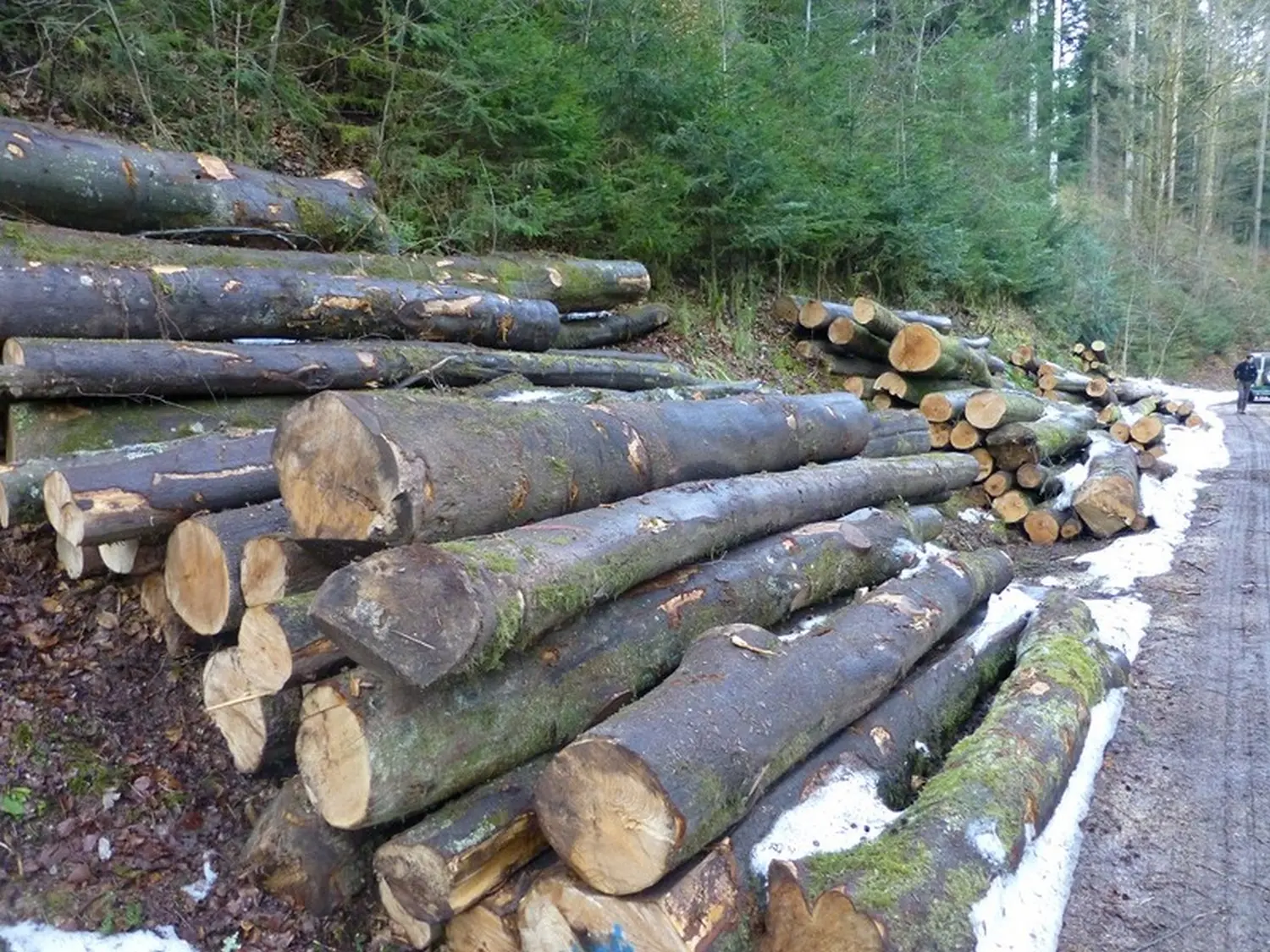 Rundholz frisch Buche & Esche von Bronner